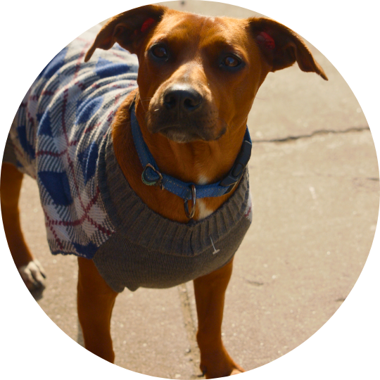 Small brown dog wearing a smart seater vest.